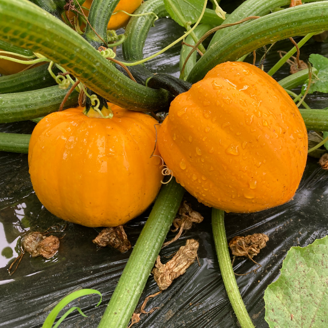 Winter Squash Goldilocks